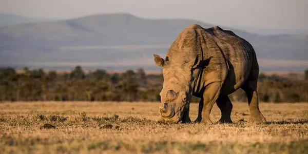 Ol Pejeta Conservancy